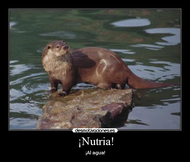 ¡Nutria! -