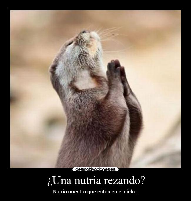 ¿Una nutria rezando? - Nutria nuestra que estas en el cielo...