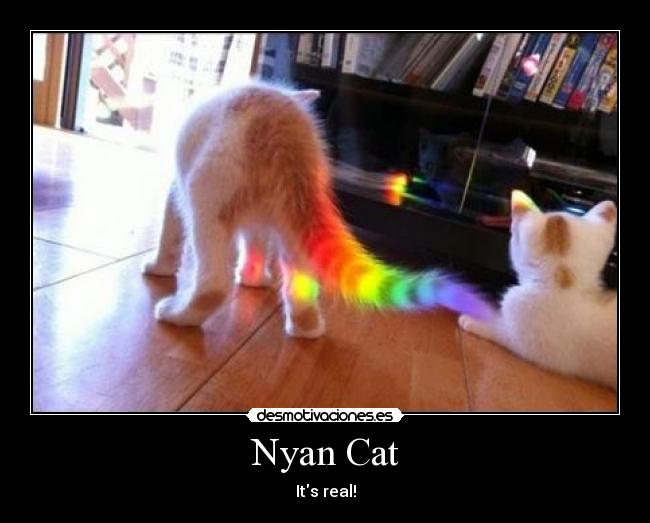 Nyan Cat - Its real!