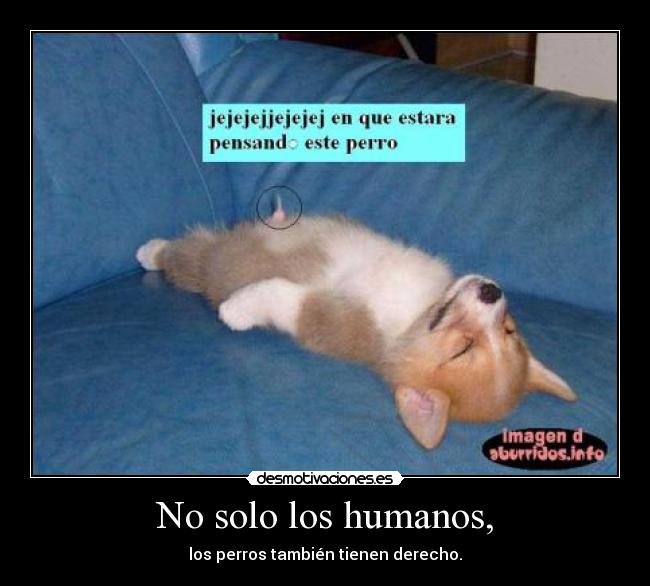 No solo los humanos, - los perros también tienen derecho.