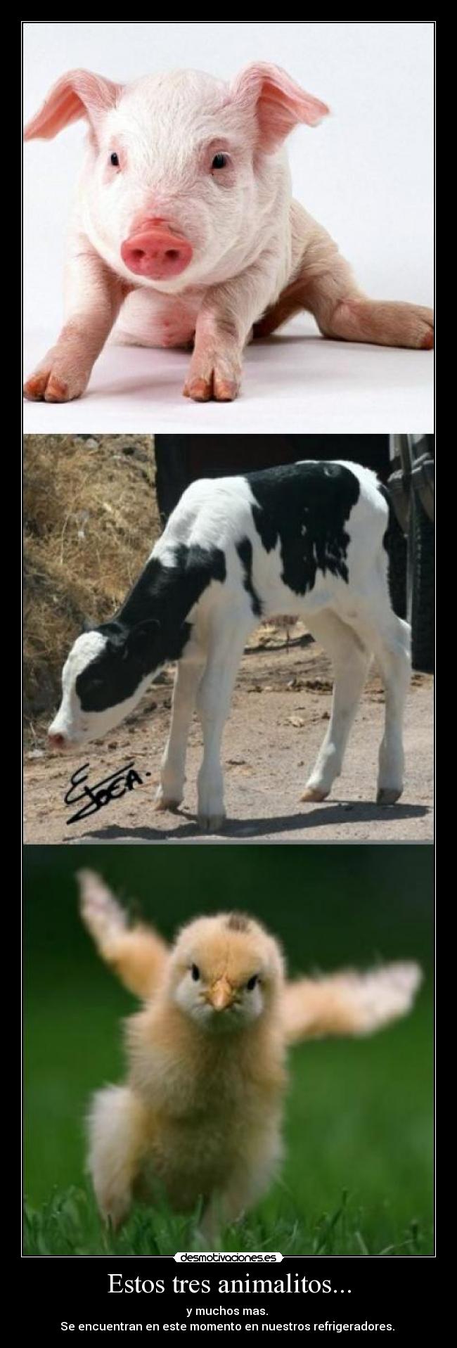 carteles animales pollito vaca cerdo desmotivaciones