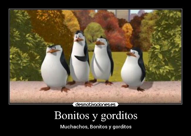 Bonitos y gorditos - 