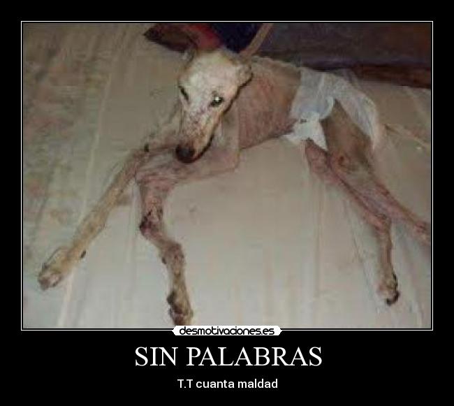 SIN PALABRAS -