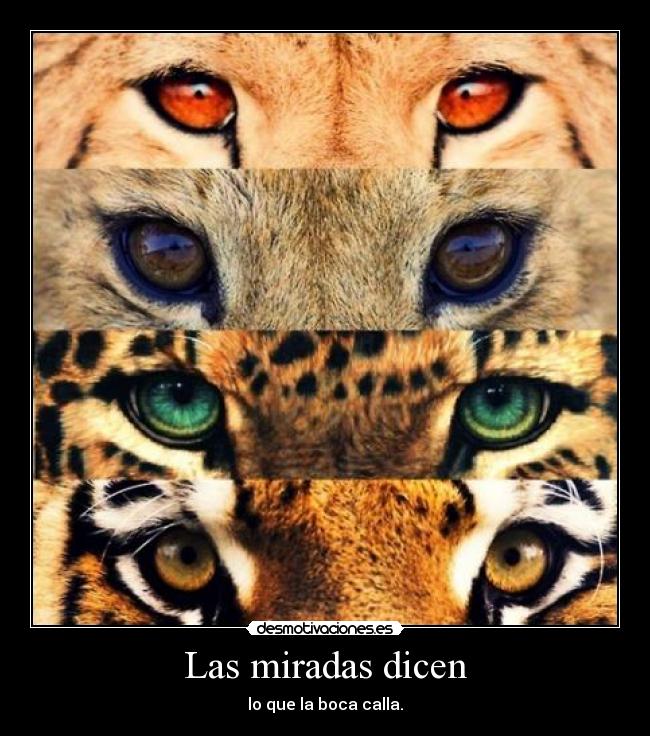 Las miradas dicen - lo que la boca calla.