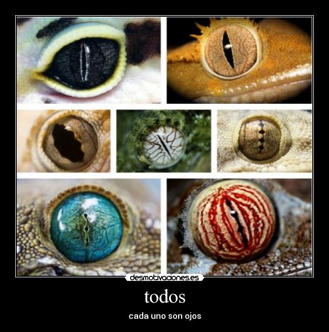 todos - cada uno son ojos