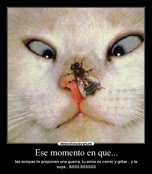 Ese momento en que... - las avispas te proponen una guerra. tu arma es correr y gritar... y la
suya... BSSS BSSSSS