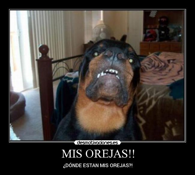 MIS OREJAS!! - ¿DÓNDE ESTAN MIS OREJAS?!