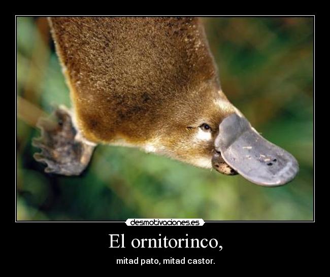 El ornitorinco, - 