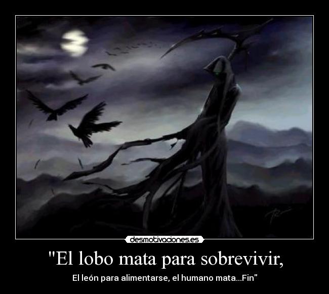 El lobo mata para sobrevivir, - 