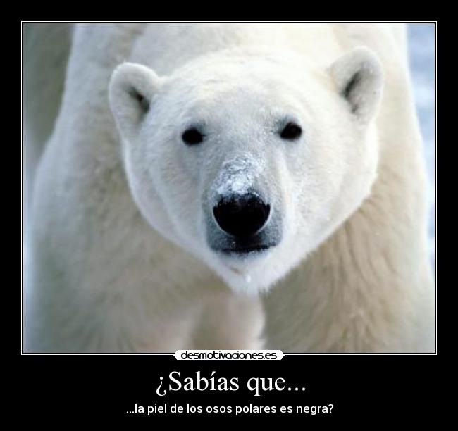 ¿Sabías que... -