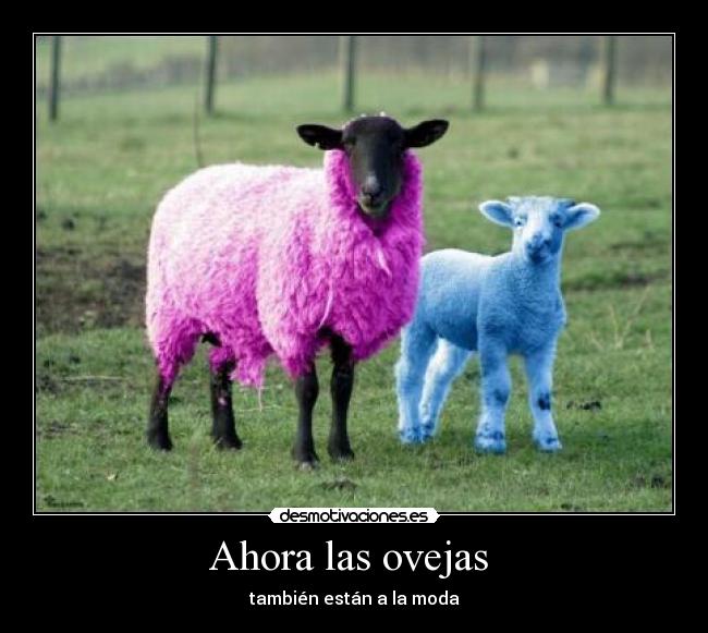 Ahora las ovejas  - también están a la moda