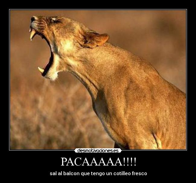 PACAAAAA!!!! - sal al balcon que tengo un cotilleo fresco