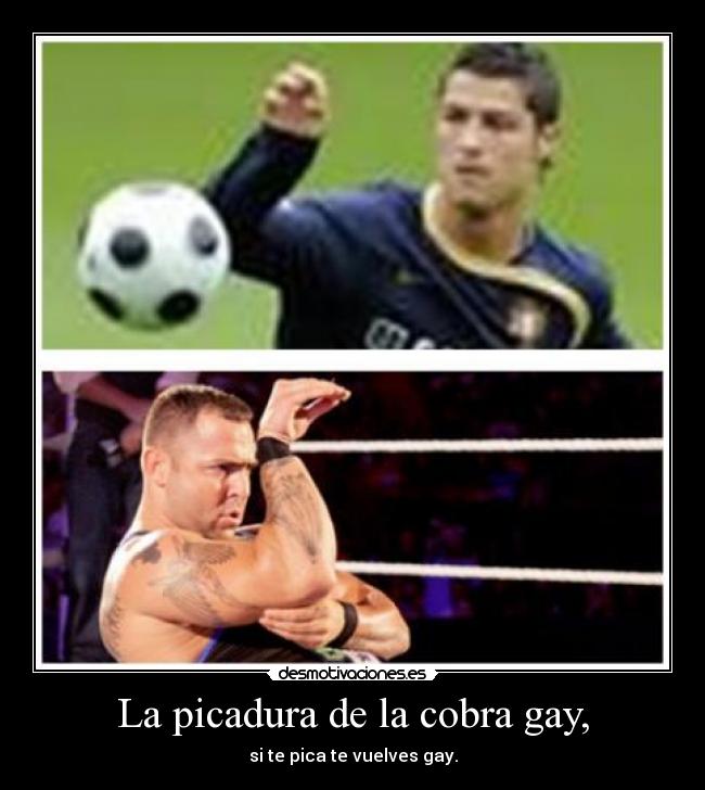 La picadura de la cobra gay, - si te pica te vuelves gay.