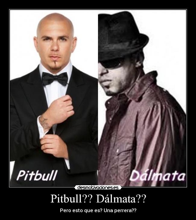 Pitbull?? Dálmata?? - 