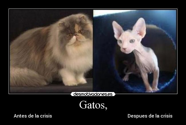 Gatos, - Antes de la crisis                                                                  Despues de la crisis