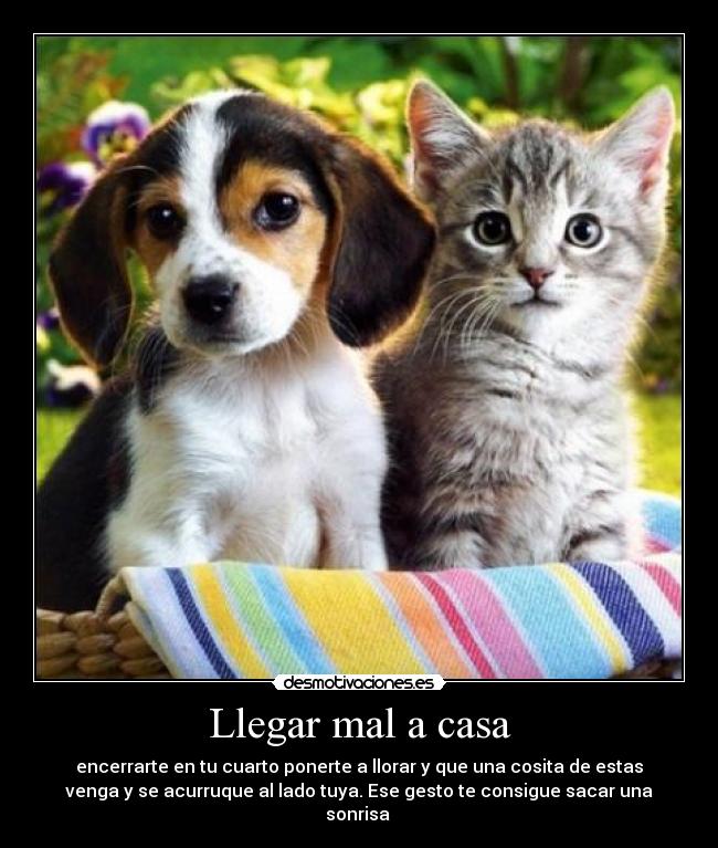 Llegar mal a casa - encerrarte en tu cuarto ponerte a llorar y que una cosita de estas
venga y se acurruque al lado tuya. Ese gesto te consigue sacar una
sonrisa 