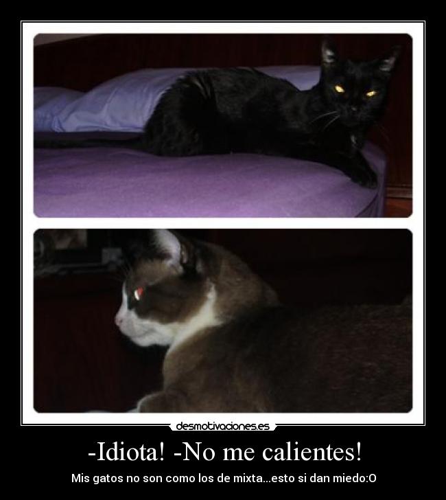 -Idiota! -No me calientes! - 