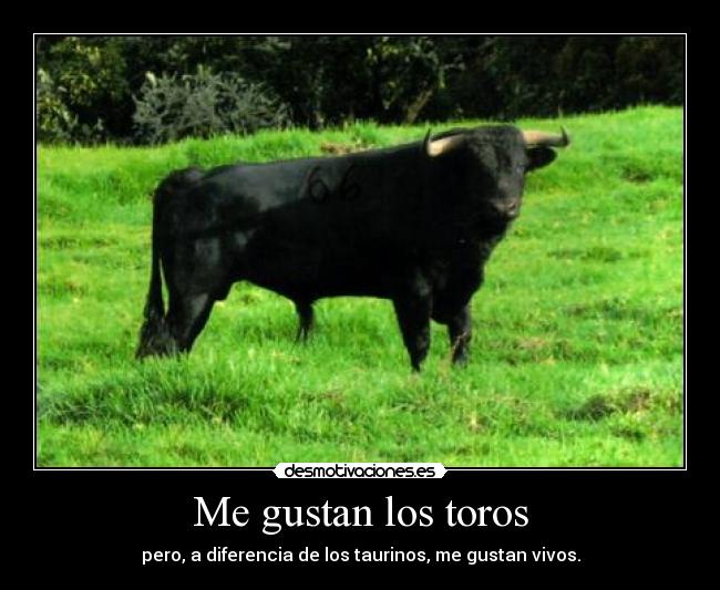 Me gustan los toros - pero, a diferencia de los taurinos, me gustan vivos.