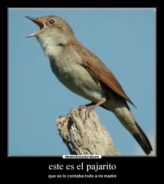 este es el pajarito - 