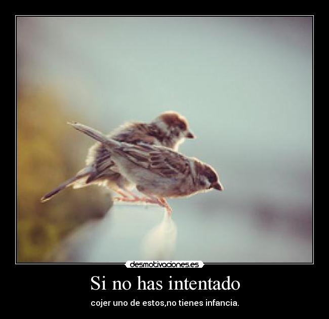 Si no has intentado - 