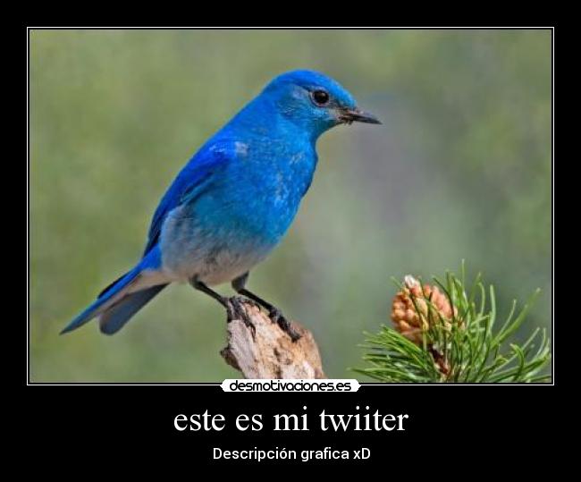 este es mi twiiter -