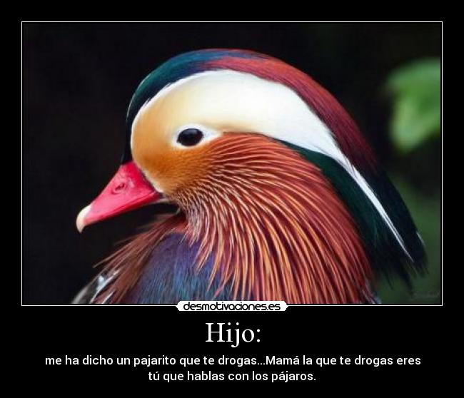 Hijo: - me ha dicho un pajarito que te drogas...Mamá la que te drogas eres
tú que hablas con los pájaros.