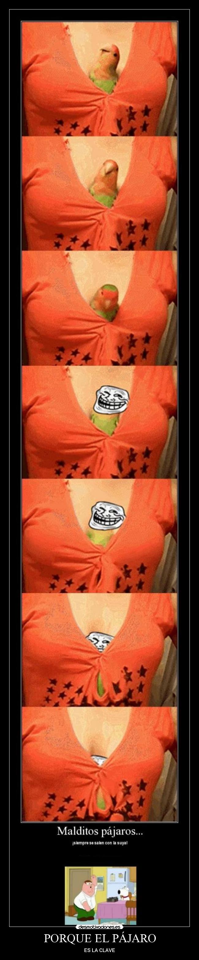 PORQUE EL PÁJARO - ES LA CLAVE