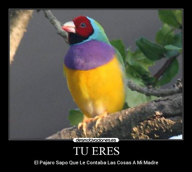 TU ERES -