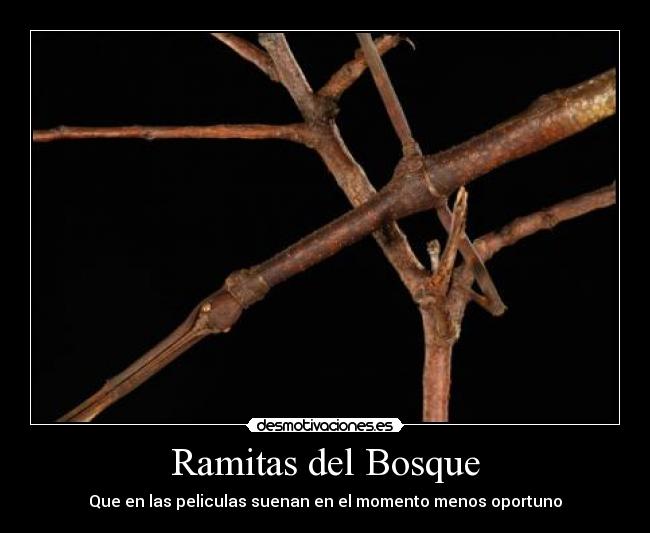 Ramitas del Bosque - 