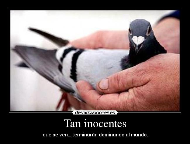 carteles palomas desmotivaciones