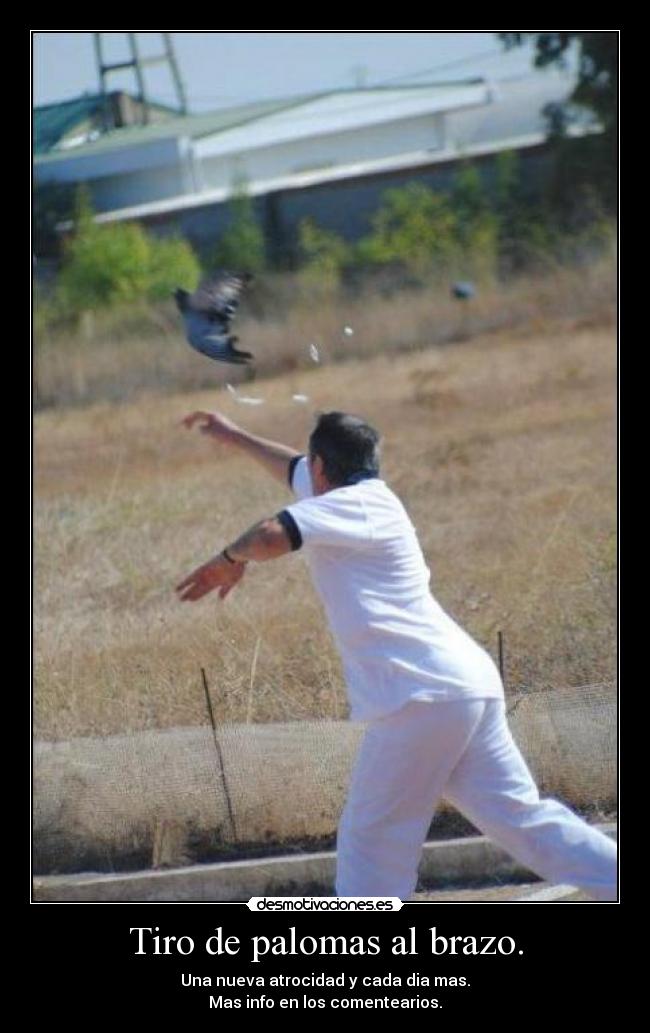 Tiro de palomas al brazo. - Una nueva atrocidad y cada dia mas.
Mas info en los comentearios.