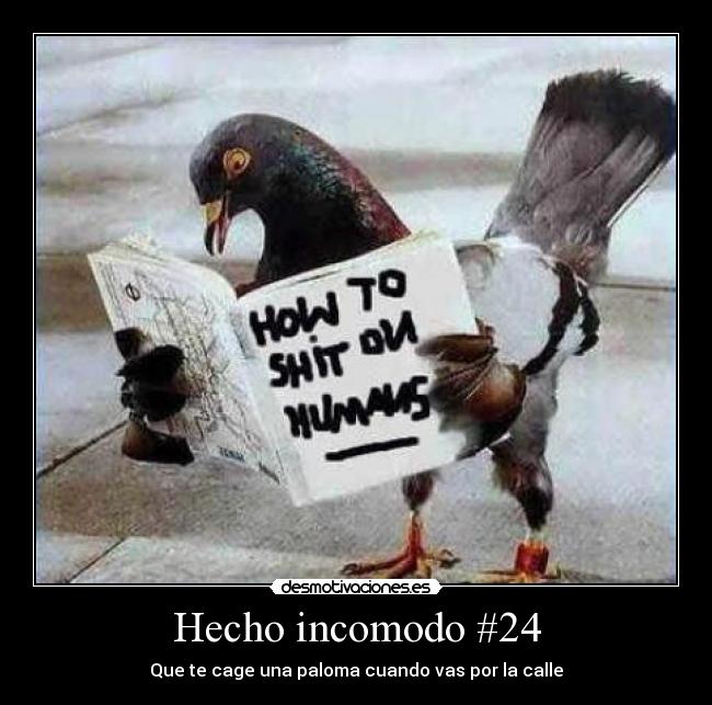 Hecho incomodo #24 - Que te cage una paloma cuando vas por la calle