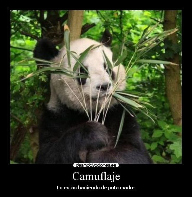 Camuflaje - 