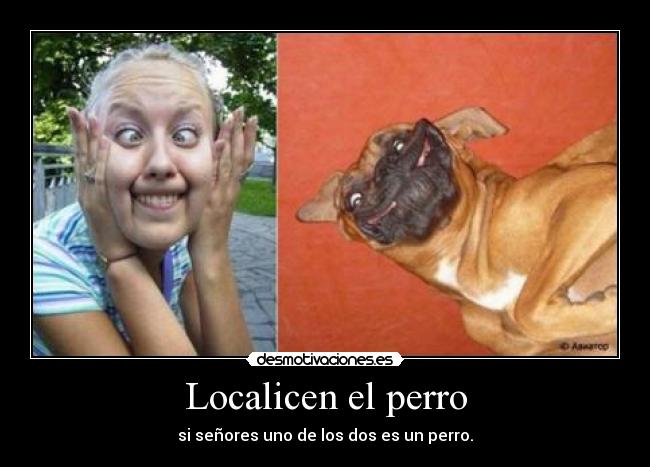Localicen el perro - 