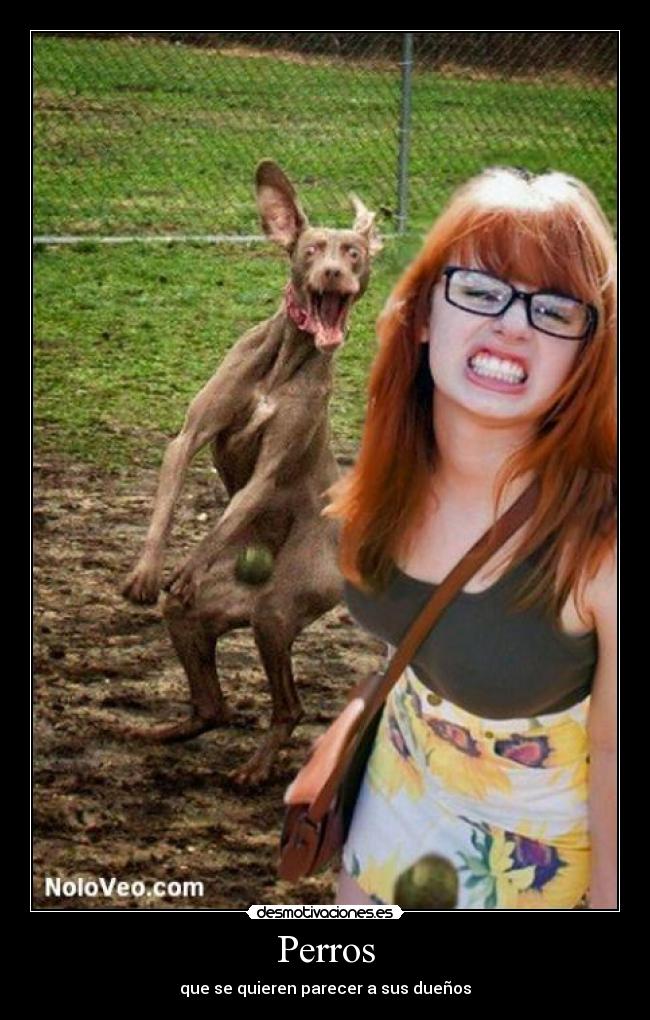 Perros - que se quieren parecer a sus dueños