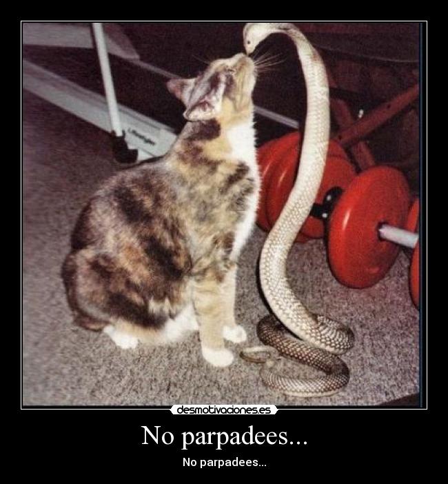 carteles gatossepriente parpadear desmotivaciones