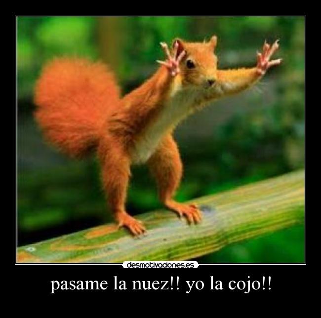 pasame la nuez!! yo la cojo!! -