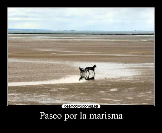 Paseo por la marisma -