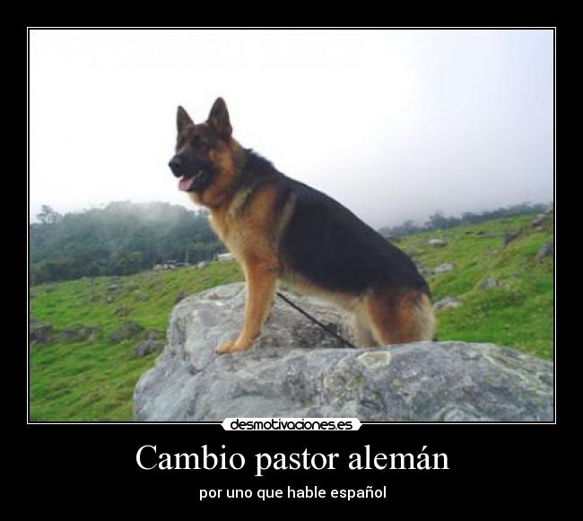 Cambio pastor alemán - por uno que hable español