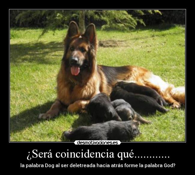 ¿Será coincidencia qué............ - la palabra Dog al ser deletreada hacia atrás forme la palabra God?