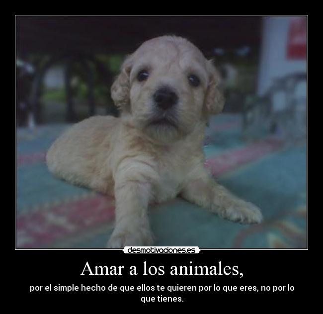 Amar a los animales, - 