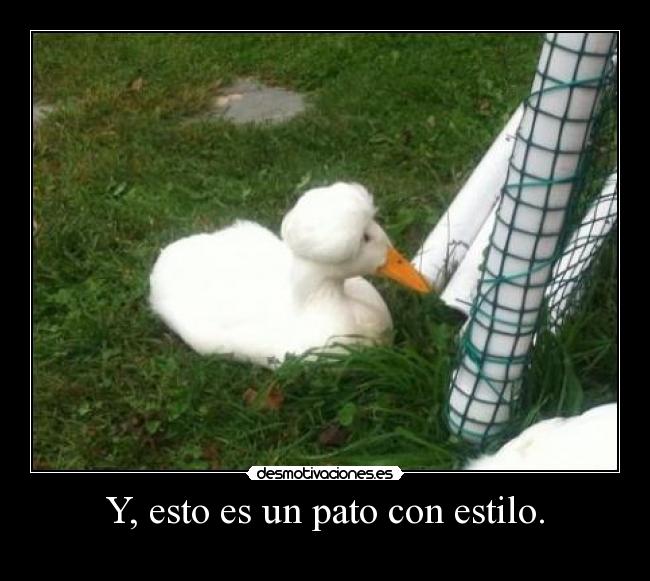 Y, esto es un pato con estilo. - 