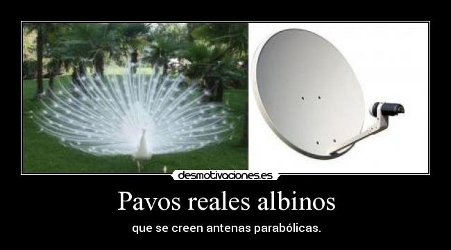Pavos reales albinos - que se creen antenas parabólicas.