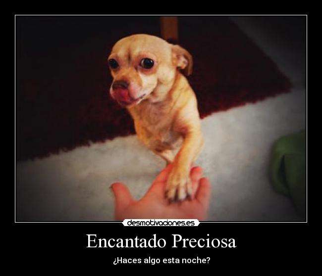 Encantado Preciosa - 
