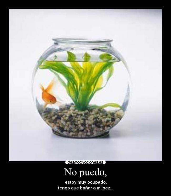 No puedo, - estoy muy ocupado,
tengo que bañar a mi pez...