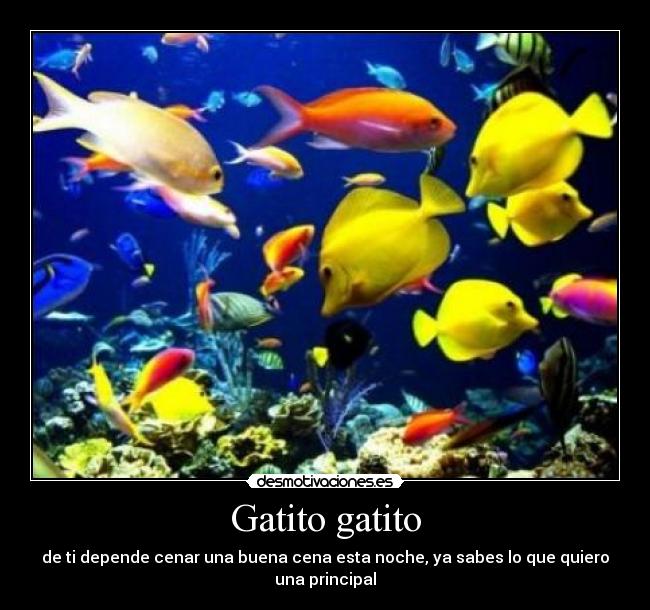 Gatito gatito - de ti depende cenar una buena cena esta noche, ya sabes lo que quiero una principal