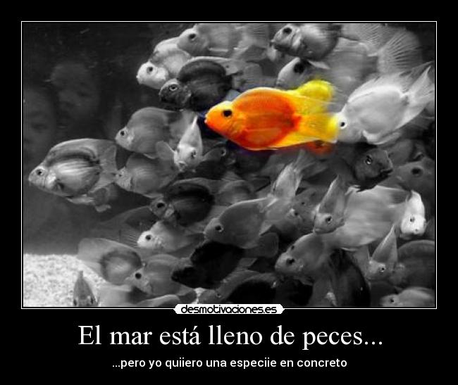 El mar está lleno de peces... - 