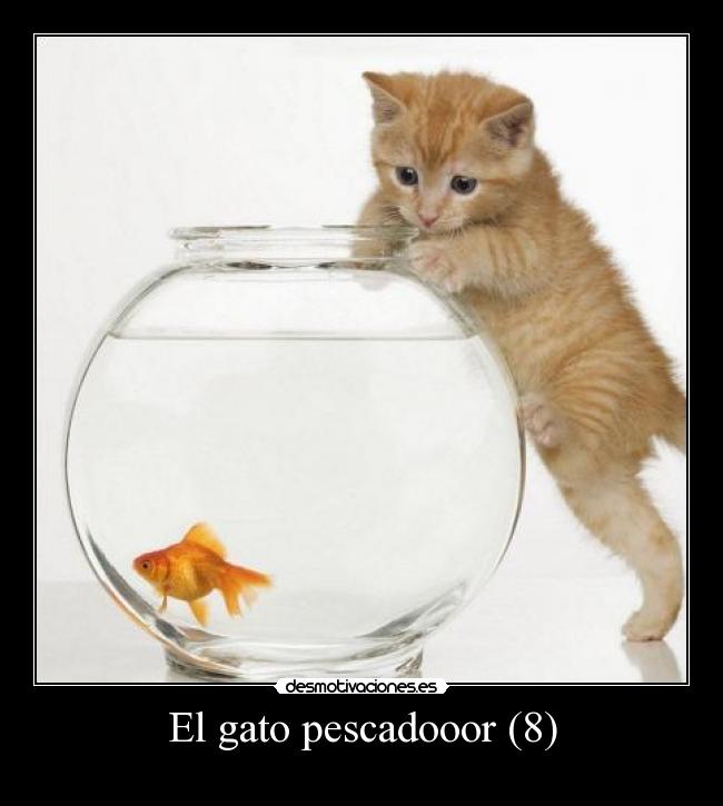El gato pescadooor (8) -