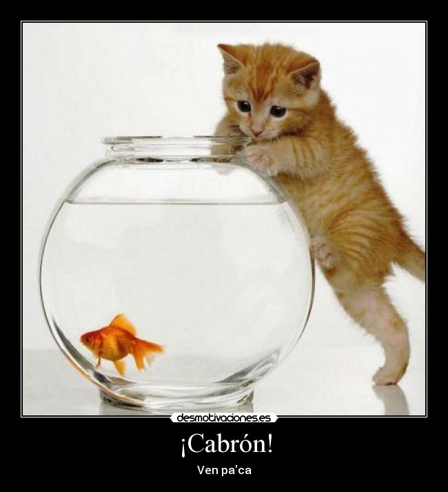 ¡Cabrón! -