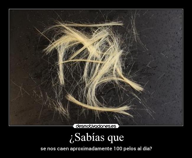 ¿Sabías que - se nos caen aproximadamente 100 pelos al día?